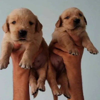 Golden Retriever Price in Jaipur | Golden Retriever Puppies for sale in Jaipur
