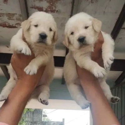 Golden Retriever Price in Chennai | Golden Retriever Puppies for sale in Chennai