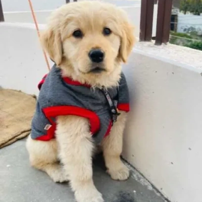 Golden Retriever Price in Hyderabad | Golden Retriever Puppies for sale in Hyderabad