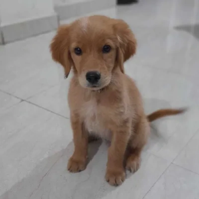 Golden Retriever Price in Indore | Golden Retriever Puppies for sale in Indore