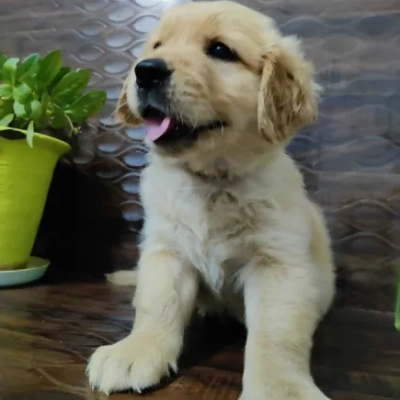 Golden Retriever Price in Surat | Golden Retriever Puppies for sale in Surat