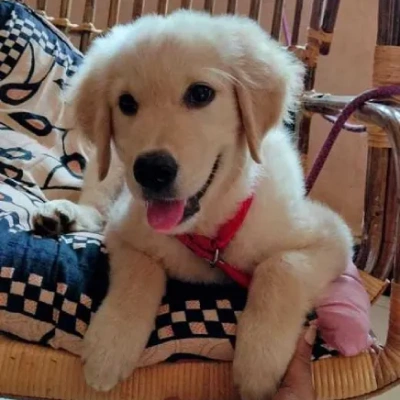 Golden Retriever Price in Jaipur | Golden Retriever Puppies for sale in Jaipur