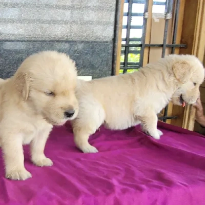 Golden Retriever Price in Hyderabad | Golden Retriever Puppies for sale in Hyderabad