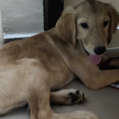 Golden Retriever Price in Chennai | Golden Retriever Puppies for sale in Chennai