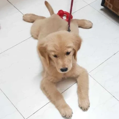 Golden Retriever Price in Surat | Golden Retriever Puppies for sale in Surat