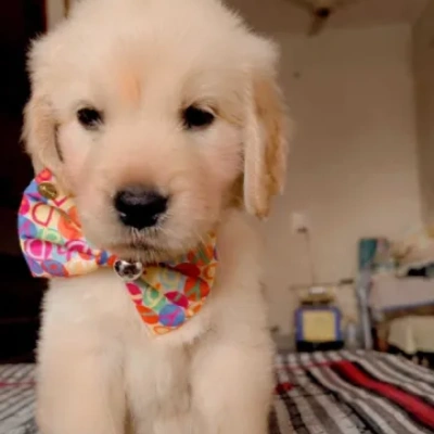 Golden Retriever Price in Indore | Golden Retriever Puppies for sale in Indore