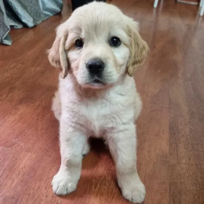Golden Retriever Price in Chandigarh | Golden Retriever Puppies for sale in Chandigarh
