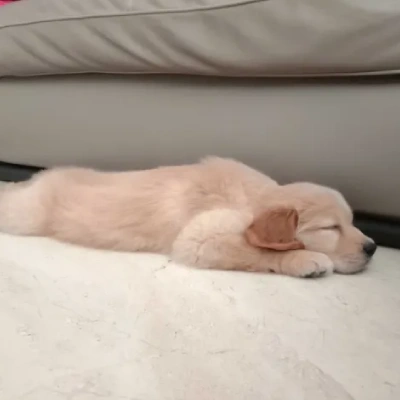 Golden Retriever Price in Chandigarh | Golden Retriever Puppies for sale in Chandigarh