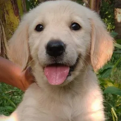 Golden Retriever Price in Indore | Golden Retriever Puppies for sale in Indore