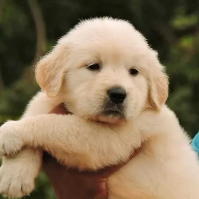 Golden Retriever Price in Chandigarh | Golden Retriever Puppies for sale in Chandigarh