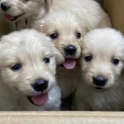 Golden Retriever Price in Chennai | Golden Retriever Puppies for sale in Chennai