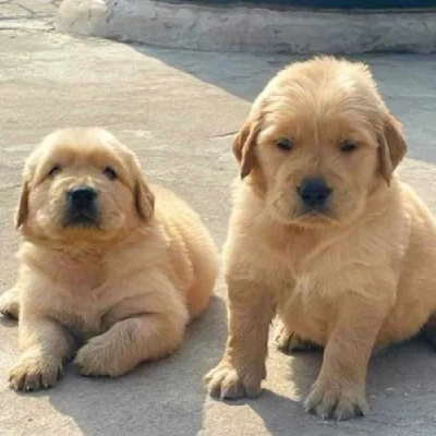 Golden Retriever Price in Jaipur | Golden Retriever Puppies for sale in Jaipur