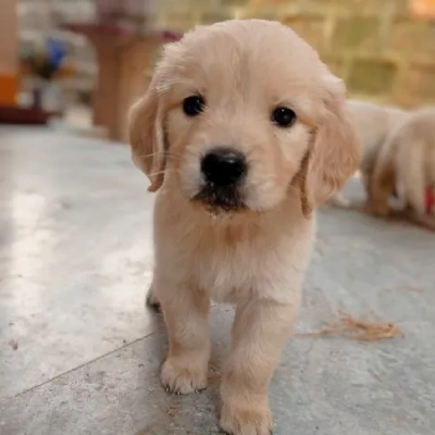 Golden Retriever Price in Chennai | Golden Retriever Puppies for sale in Chennai