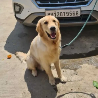 Golden Retriever Price in Surat | Golden Retriever Puppies for sale in Surat