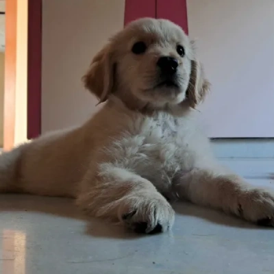 Golden Retriever Price in Surat | Golden Retriever Puppies for sale in Surat