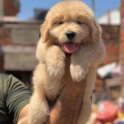 Golden Retriever Price in Chandigarh | Golden Retriever Puppies for sale in Chandigarh