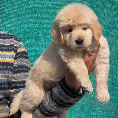 Golden Retriever Price in Hyderabad | Golden Retriever Puppies for sale in Hyderabad