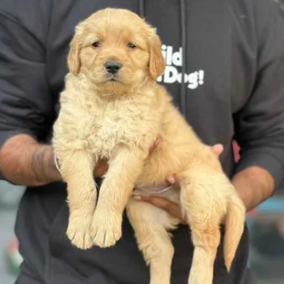 Golden Retriever Price in Bangalore | Golden Retriever Puppies for sale in Bangalore