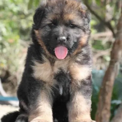 German Shepherd
 Price in Chennai | German Shepherd
 Puppies for sale in Chennai