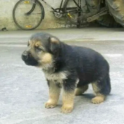 German Shepherd
 Price in Chennai | German Shepherd
 Puppies for sale in Chennai