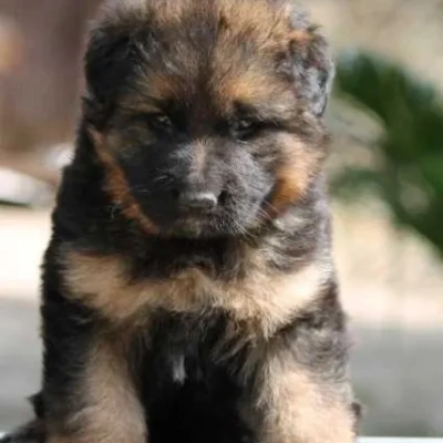 German Shepherd
 Price in Indore | German Shepherd
 Puppies for sale in Indore