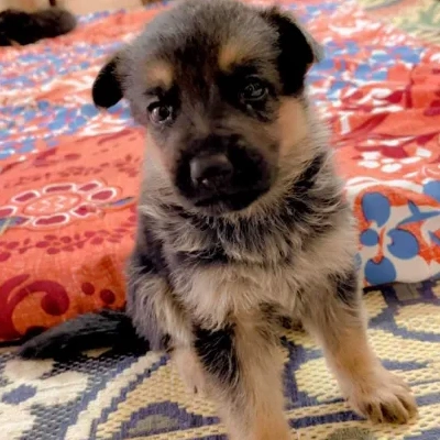 German Shepherd
 Price in Hyderabad | German Shepherd
 Puppies for sale in Hyderabad