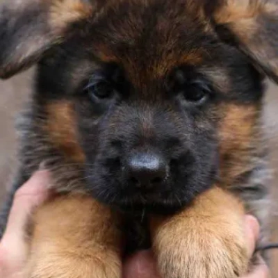 German Shepherd
 Price in Hyderabad | German Shepherd
 Puppies for sale in Hyderabad