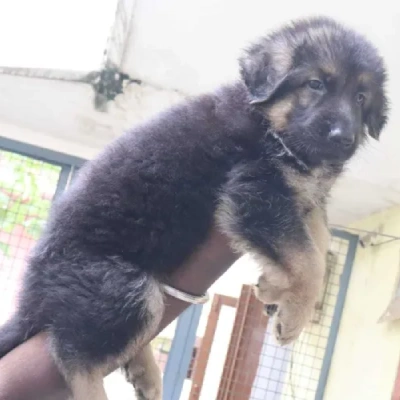 German Shepherd
 Price in Chennai | German Shepherd
 Puppies for sale in Chennai