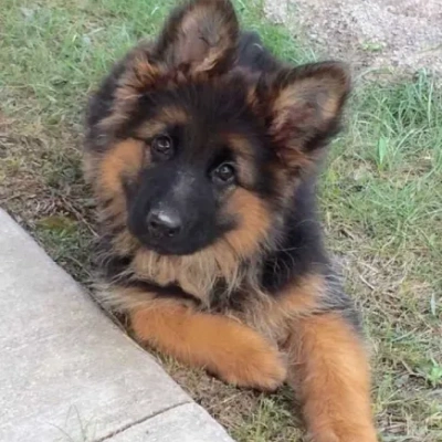 German Shepherd
 Price in Chennai | German Shepherd
 Puppies for sale in Chennai