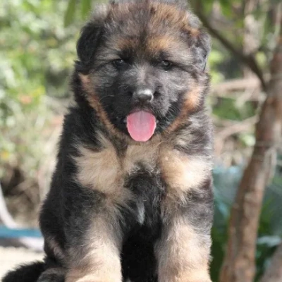 German Shepherd
 Price in Surat | German Shepherd
 Puppies for sale in Surat