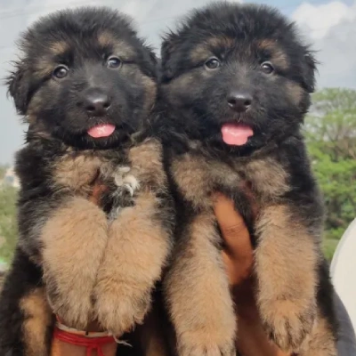 German Shepherd
 Price in Chennai | German Shepherd
 Puppies for sale in Chennai