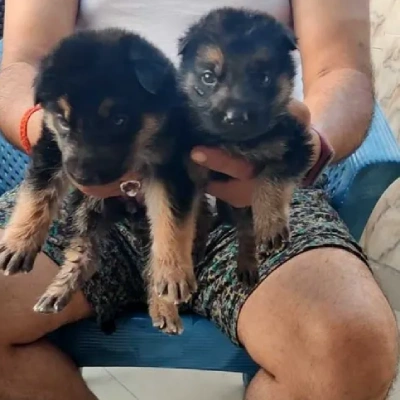 German Shepherd
 Price in Jaipur | German Shepherd
 Puppies for sale in Jaipur