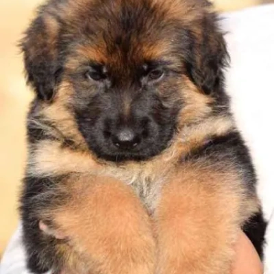 German Shepherd
 Price in Indore | German Shepherd
 Puppies for sale in Indore