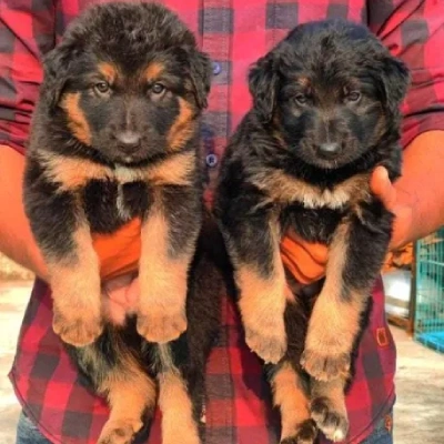 German Shepherd
 Price in Indore | German Shepherd
 Puppies for sale in Indore