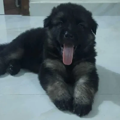 German Shepherd
 Price in Surat | German Shepherd
 Puppies for sale in Surat