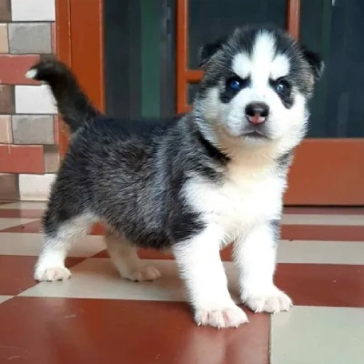 Siberian Husky Price in Chandigarh | Siberian Husky Puppies for sale in Chandigarh