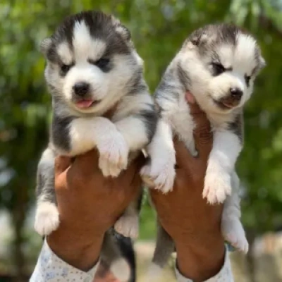 Siberian Husky Price in Chennai | Siberian Husky Puppies for sale in Chennai