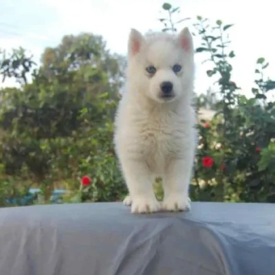 Siberian Husky Price in Chandigarh | Siberian Husky Puppies for sale in Chandigarh