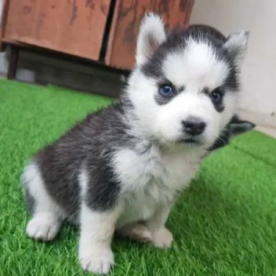 Siberian Husky Price in Indore | Siberian Husky Puppies for sale in Indore