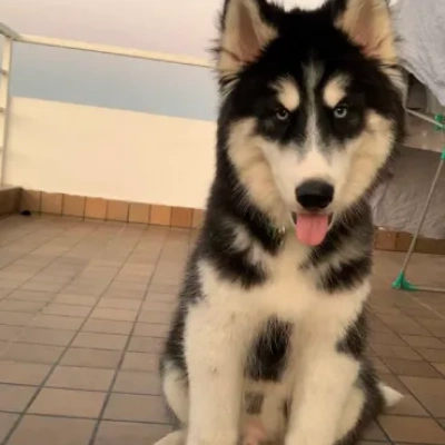 Siberian Husky Price in Chennai | Siberian Husky Puppies for sale in Chennai