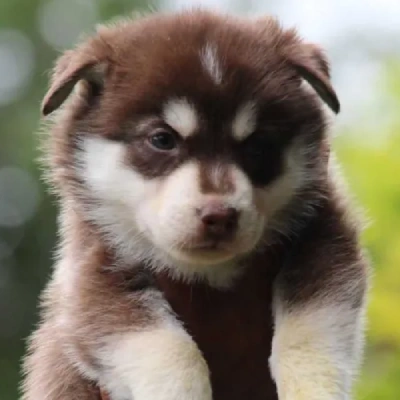 Siberian Husky Price in Jaipur | Siberian Husky Puppies for sale in Jaipur