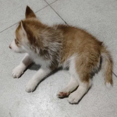 Siberian Husky Price in Ranchi | Siberian Husky Puppies for sale in Ranchi
