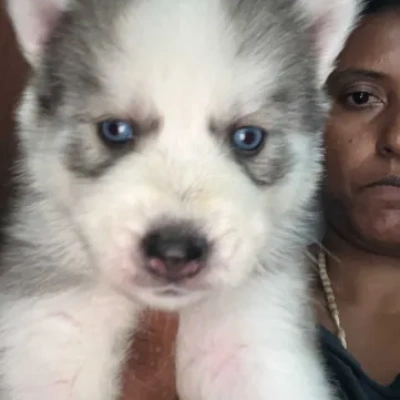 Siberian Husky Price in Surat | Siberian Husky Puppies for sale in Surat