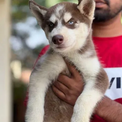 Siberian Husky Price in Ranchi | Siberian Husky Puppies for sale in Ranchi