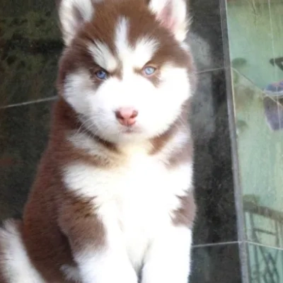 Siberian Husky Price in Ranchi | Siberian Husky Puppies for sale in Ranchi
