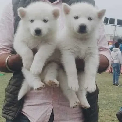 Siberian Husky Price in Jaipur | Siberian Husky Puppies for sale in Jaipur