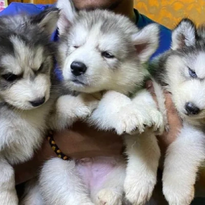 Siberian Husky Price in Ranchi | Siberian Husky Puppies for sale in Ranchi