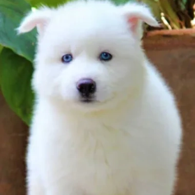 Siberian Husky Price in Chennai | Siberian Husky Puppies for sale in Chennai