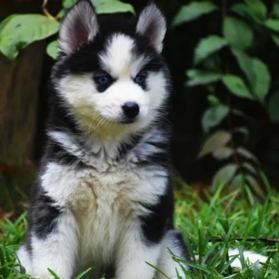 Siberian Husky Price in Indore | Siberian Husky Puppies for sale in Indore