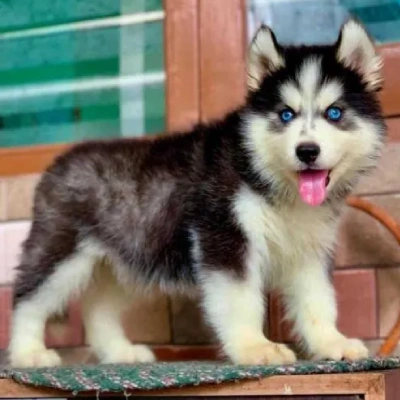 Siberian Husky Price in Chennai | Siberian Husky Puppies for sale in Chennai